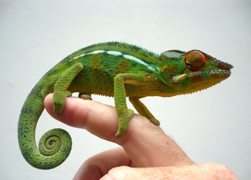 L’art du caméléon: enjeux culturels